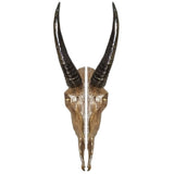 Rocky Mountain Goat Skull Pull 5 1/16″ x 15″